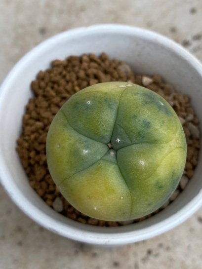 Lophophora Fricii variegata 5-6 cm 8 years from seed ownroot from japan