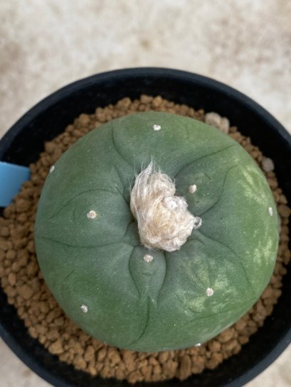 Lophophora Diffusa variegata 5-6 cm 8 years from seed ownroot from japan