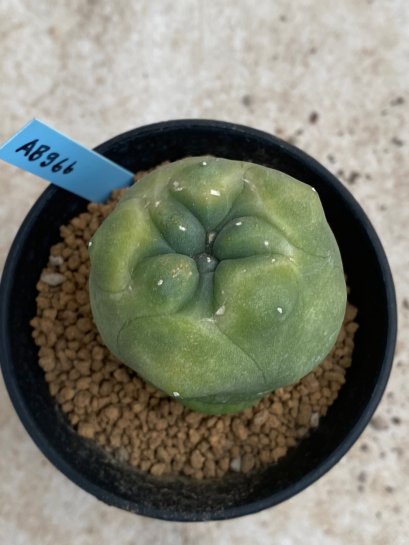 Lophophora Diffusa variegata 5-6 cm 8 years from seed ownroot from japan