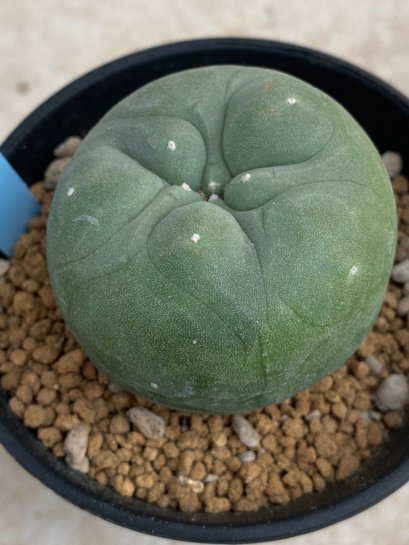 Lophophora Diffusa variegata 5-6 cm 8 years from seed ownroot from japan