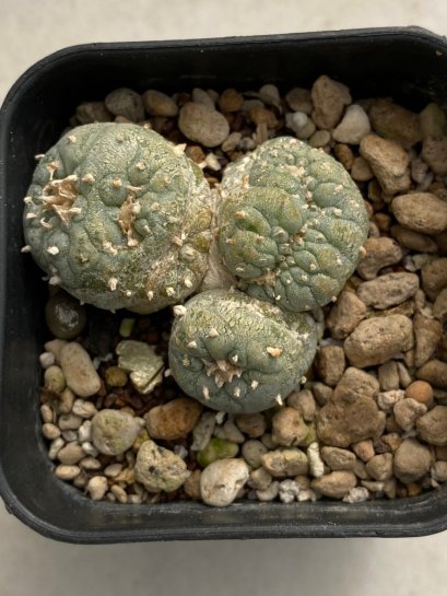 Lophophora cristata 4-5 cm 10 years old seed ownroot flower seedling ロフォフォラ　烏羽玉　仔吹き　サボテン