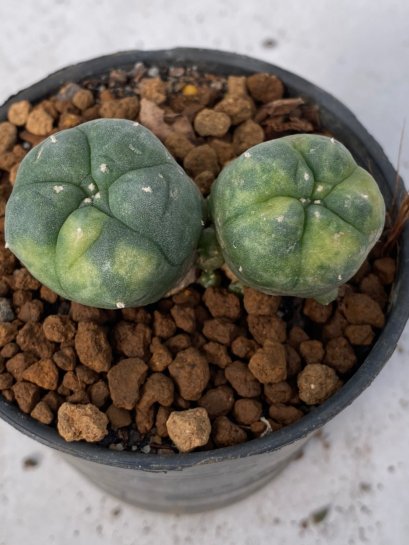 Lophophora Williamsii variegata 4-5 cm 7 years old seed ownroot flower seedling ロフォフォラ　烏羽玉　仔吹き　サボテン