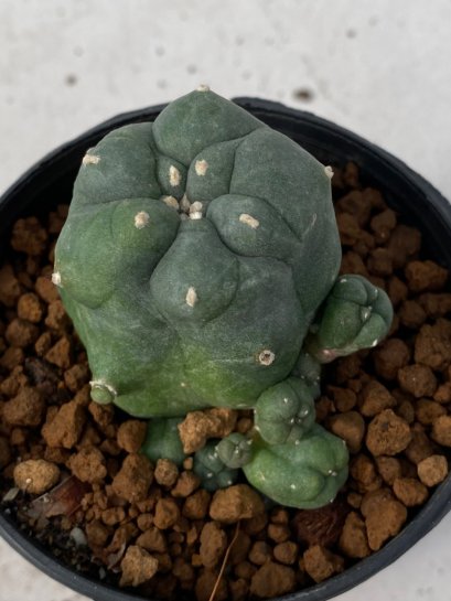 Lophophora Williamsii variegata 5-7 cm 7 years old seed ownroot flower seedling ロフォフォラ　烏羽玉　仔吹き　サボテン