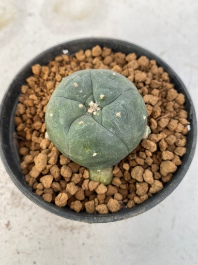 Lophophora Williamsii Variegata 4-5 cm 7 years old seed ownroot flower seedling ロフォフォラ　烏羽玉　仔吹き　サボテン