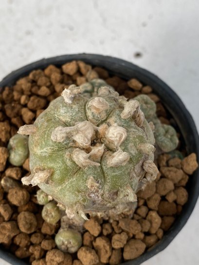 Lophophora Diffusa 4-6 cm 7 years old seed ownroot flower seedling ロフォフォラ　烏羽玉　仔吹き　サボテン