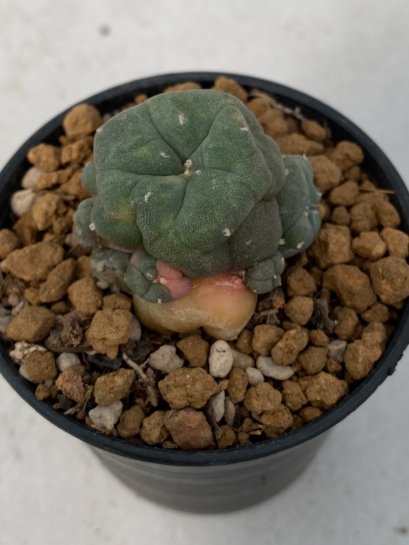 Lophophora Williamsii Variegata 5-7 cm 7 years old seed ownroot flower seedling ロフォフォラ　烏羽玉　仔吹き　サボテン