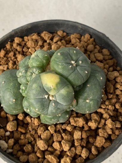 Lophophora Williamsii Variegata 5-7 cm 7 years old seed ownroot flower seedling ロフォフォラ　烏羽玉　仔吹き　サボテン