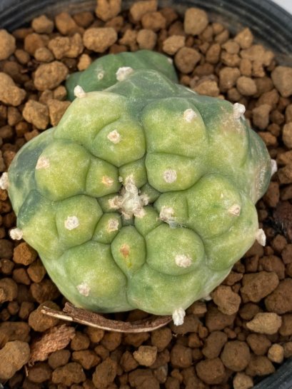 Lophophora Williamsii Variegata 4-5 cm 7 years old seed ownroot flower seedling ロフォフォラ　烏羽玉　仔吹き　サボテン