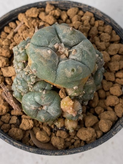 Lophophora Williamsii Variegata 5-7 cm 7 years old seed ownroot flower seedling ロフォフォラ　烏羽玉　仔吹き　サボテン