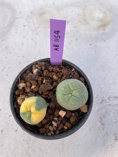 Lophophora Diffusa 2-3 cm 6 years old seed ownroot flower seedling ロフォフォラ　烏羽玉　仔吹き　サボテン