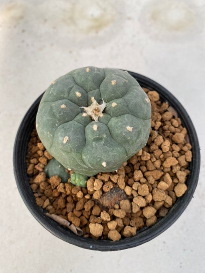 Lophophora Williamsii Variegata 4-5 cm 7 years old seed ownroot flower seedling ロフォフォラ　烏羽玉　仔吹き　サボテン