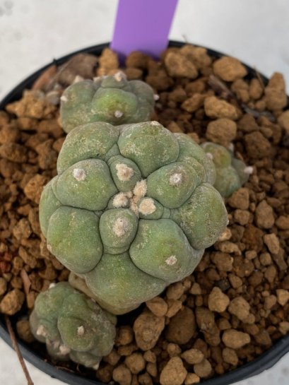 Lophophora Diffusa 4-5 cm 7 years old seed ownroot flower seedling ロフォフォラ　烏羽玉　仔吹き　サボテン