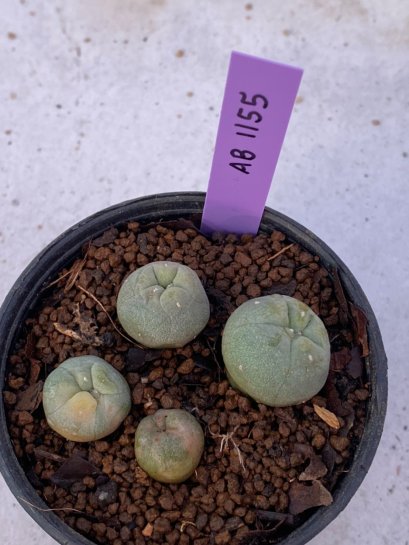 Lophophora Diffusa 2-3 cm 6 years old seed ownroot flower seedling ロフォフォラ　烏羽玉　仔吹き　サボテン