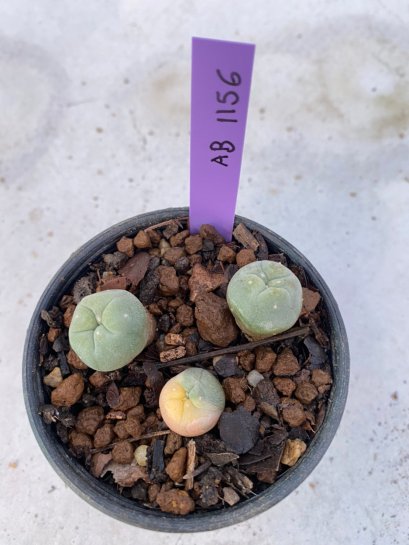Lophophora Diffusa 2-3 cm 6 years old seed ownroot flower seedling ロフォフォラ　烏羽玉　仔吹き　サボテン