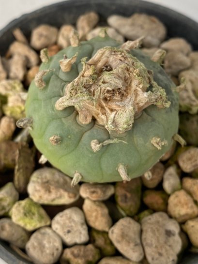 Lophophora Diffusa 5-6 cm 9 years old seed ownroot flower seedling ロフォフォラ　烏羽玉　仔吹き　サボテン