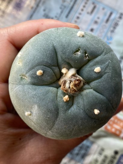 Lophophora fricii Takenaka super white size 3.0-4.5 cm JAPAN import 8 years old - can give flower and seed including PHYTOSANITARY CERTIFICATES AND CITES DOCUMENT