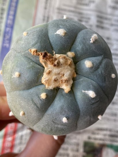 Lophophora fricii Takenaka super white size 3.0-4.5 cm JAPAN import 8 years old - can give flower and seed including PHYTOSANITARY CERTIFICATES AND CITES DOCUMENT