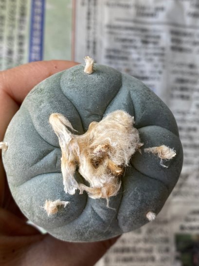 Lophophora fricii Takenaka super white size 3.0-4.5 cm JAPAN import 8 years old - can give flower and seed including PHYTOSANITARY CERTIFICATES AND CITES DOCUMENT