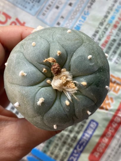 Lophophora fricii Takenaka super white size 3.0-4.5 cm JAPAN import 8 years old - can give flower and seed including PHYTOSANITARY CERTIFICATES AND CITES DOCUMENT