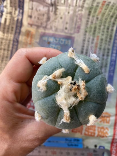 Lophophora fricii Takenaka super white size 3.0-4.5 cm JAPAN import 8 years old - can give flower and seed including PHYTOSANITARY CERTIFICATES AND CITES DOCUMENT