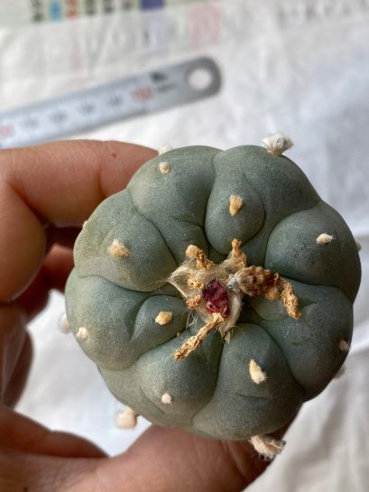 Lophophora fricii Takenaka super white size 3.0-4.5 cm JAPAN import 8 years old - can give flower and seed including PHYTOSANITARY CERTIFICATES AND CITES DOCUMENT