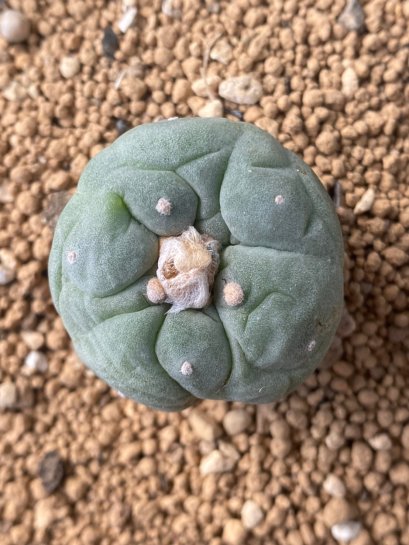 Lophophora fricii takenaka super white size 2.5-4.5 cm JAPAN import 8 years old - can give flower and seed including PHYTOSANITARY CERTIFICATES AND CITES DOCUMENT