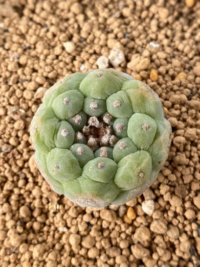 Lophophora fricii takenaka super white size 2.5-4.5 cm JAPAN import 8 years old - can give flower and seed including PHYTOSANITARY CERTIFICATES AND CITES DOCUMENT