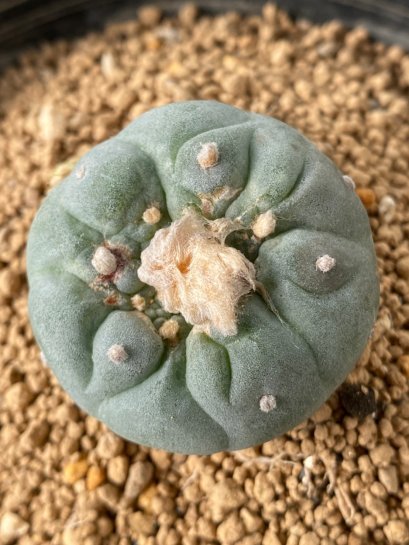 Lophophora fricii takenaka super white size 2.5-4.5 cm JAPAN import 8 years old - can give flower and seed including PHYTOSANITARY CERTIFICATES AND CITES DOCUMENT