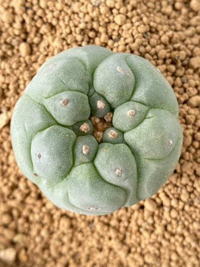 Lophophora fricii takenaka super white size 2.5-4.5 cm JAPAN import 8 years old - can give flower and seed including PHYTOSANITARY CERTIFICATES AND CITES DOCUMENT