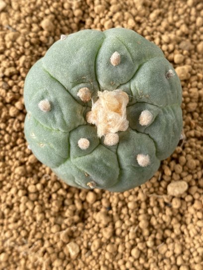 Lophophora fricii takenaka super white size 2.5-4.5 cm JAPAN import 8 years old - can give flower and seed including PHYTOSANITARY CERTIFICATES AND CITES DOCUMENT
