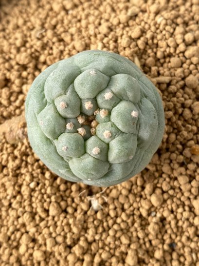 Lophophora fricii takenaka super white size 2.5-4.5 cm JAPAN import 8 years old - can give flower and seed including PHYTOSANITARY CERTIFICATES AND CITES DOCUMENT