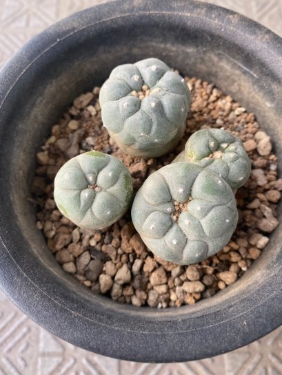 Lophophora fricii Takenaka super white size 2.5-4.5 cm JAPAN import 8 years old - can give flower and seed including PHYTOSANITARY CERTIFICATES AND CITES DOCUMENT