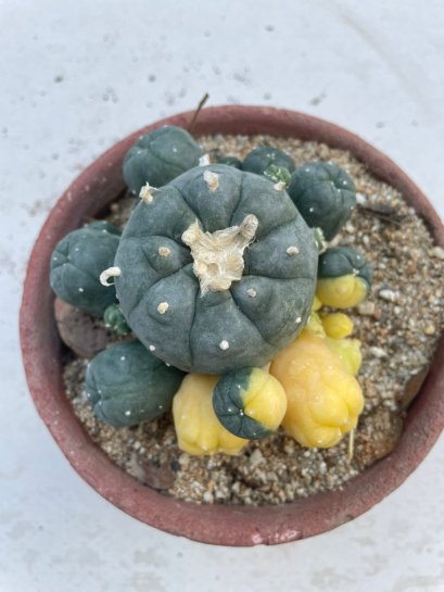 Lophophora williamsii variegata 6-7 cm 10 years old ownroot