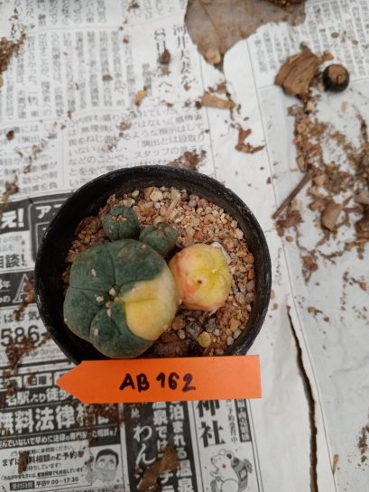 Lophophora williamsii 3-4 cm 4-5 years old - ownroot grow from seed