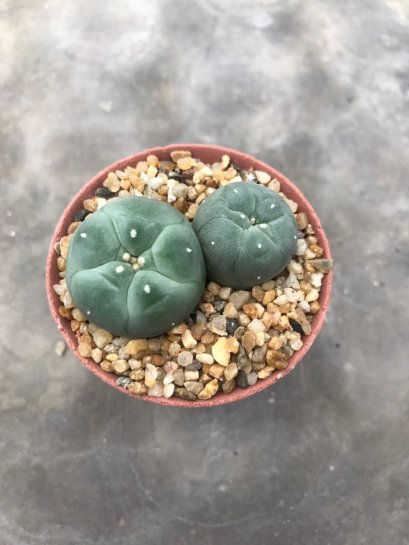 1 pot Lophophora williamsii variegata  -peyote -cactus -cacti -cactaceae -williamsii -lophoplaza -rarelophophora