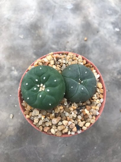 1 pot Lophophora williamsii variegata  -peyote -cactus -cacti -cactaceae -williamsii -lophoplaza -rarelophophora
