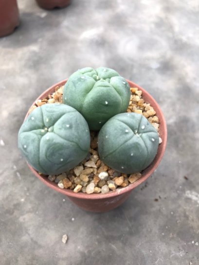 1 pot Lophophora williamsii variegata  -peyote -cactus -cacti -cactaceae
