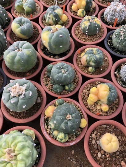 50 seeds Lophophora variegata
