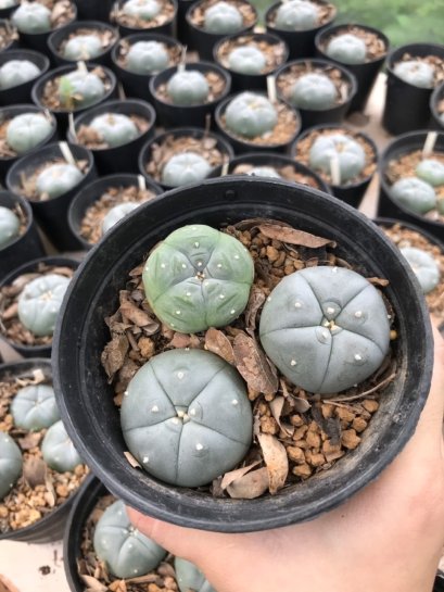 3x Lophophora williamsii  3-4 cm 7 years old