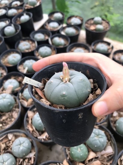 Lophophora williamsii Texana 4-5 cm 7 years old-grow from seed-can give flower and seed