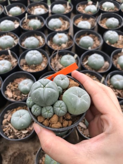 3x Lophophora williamsii 4-5 cm 7 years old-grow from seed-can give flower and seed