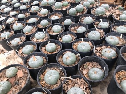 1x Lophophora williamsii Texana 4-6 cm 7 years old-grow from seed-can give flower and seed