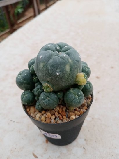 Lophophora williamsii variegata 5-6 cm 7 years old ownroot