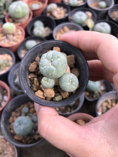1x Lophophora fricii 4-6 cm 7 years old-grow from seed-can give flower and seed