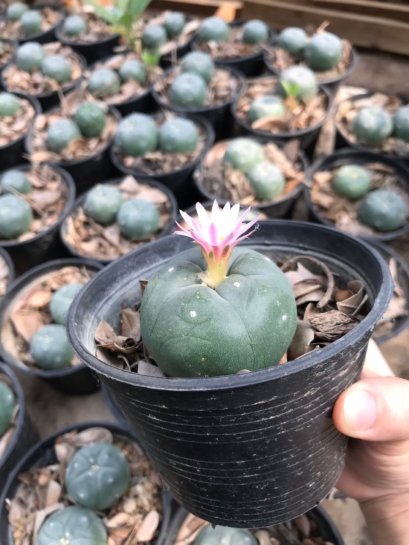 1x Lophophora williamsii 3-5 cm 7 years old-grow from seed-can give flower and seed