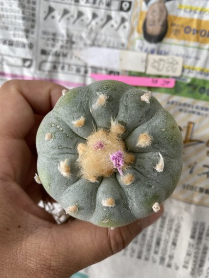 Japan import Lophophora fricii 10 ribs 5-6 cm grow from seed 17 years old - can give flower andseed ownroot