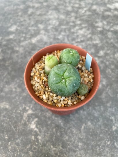 Lophophora fricii  grow from seed 5 years old - can give flower and seed