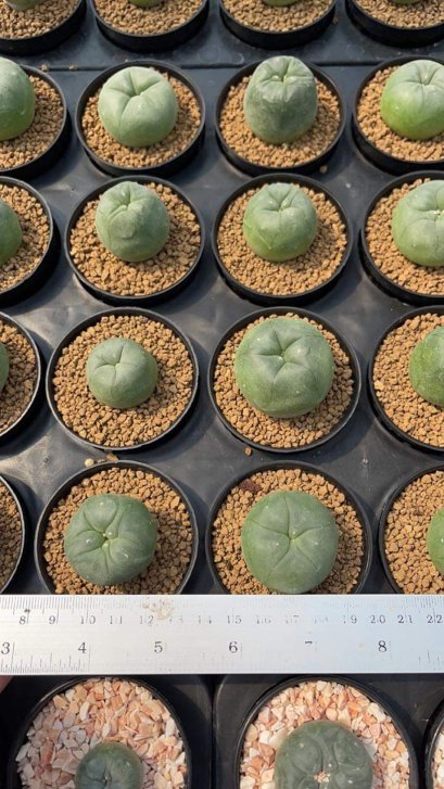 12 plants Lophophora diffusa 6 years old-grow from seed-can give flower and seed