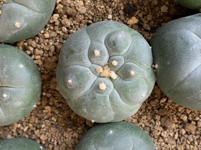 lophophora fricii ooibo super white size 3-4 cm japan import 7 years old - can give flower and seed