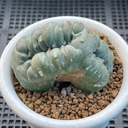 lophophora williamsii cristata size 9-10 cm 15 years old -ownroot  can give flower and seed ship including cites document